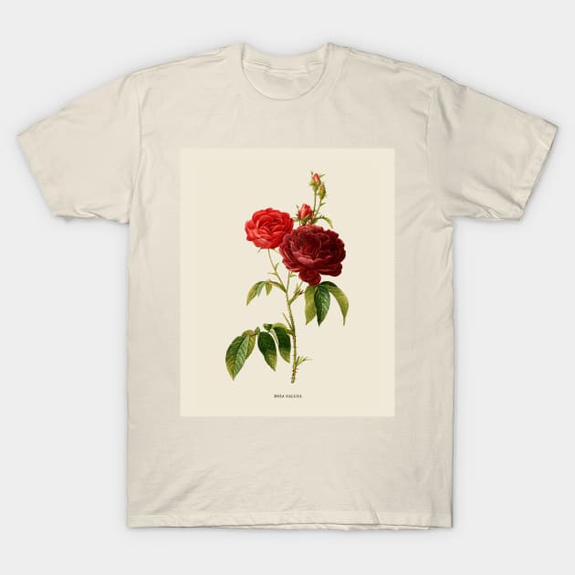 Purple Rose Antique Botanical Illustration T-Shirt by Antiquated Art